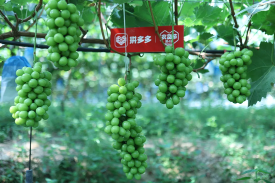 2022年十大幸福公司:“油气巨无霸”中国海油归母净利润同比翻倍增长