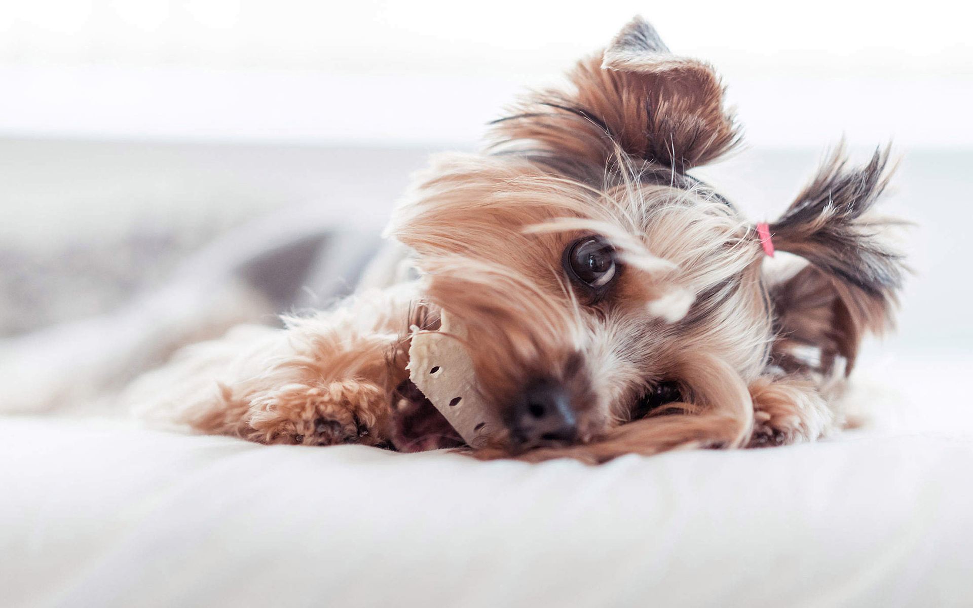 {易七娛樂捕魚機}(桌面宠物怎么弄到桌面上) {易七娛樂捕魚機}(桌面宠物怎么弄到桌面上)