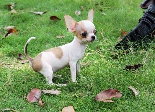 {易七娛樂現金網}(附近有养狗出售小狗的吗?) {易七娛樂現金網}(附近有养狗出售小狗的吗?)