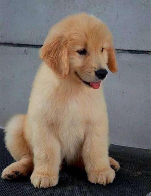 {易七娛樂現金網}(附近有养狗出售小狗的吗?) {易七娛樂現金網}(附近有养狗出售小狗的吗?)