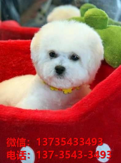 网上哪里可以买宠物的简单介绍 网上哪里可以买宠物的简单介绍