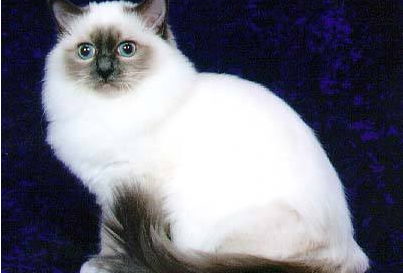 包含现在最受欢迎的猫品种的词条 包含现在最受欢迎的猫品种的词条