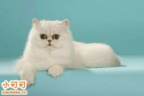 包含现在最受欢迎的猫品种的词条 包含现在最受欢迎的猫品种的词条