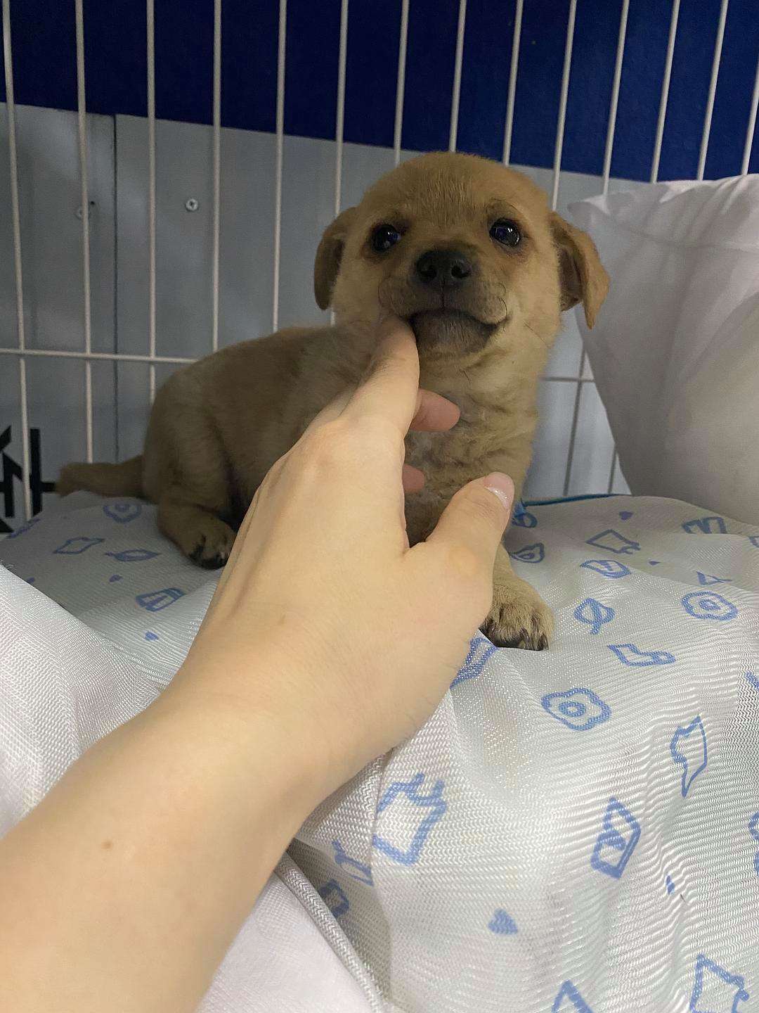 {易七娛樂}(宠物送养平台app) {易七娛樂}(宠物送养平台app)