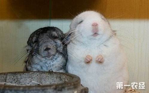 {易七娛樂老虎機}(养龙猫真恶心吗) {易七娛樂老虎機}(养龙猫真恶心吗)