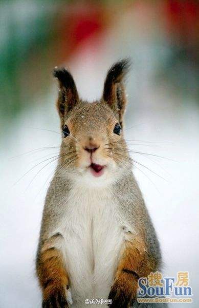 {易七娛樂}(治愈系宠物游戏) {易七娛樂}(治愈系宠物游戏)