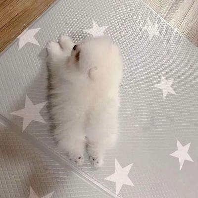 {易七娛樂}(治愈系宠物游戏) {易七娛樂}(治愈系宠物游戏)