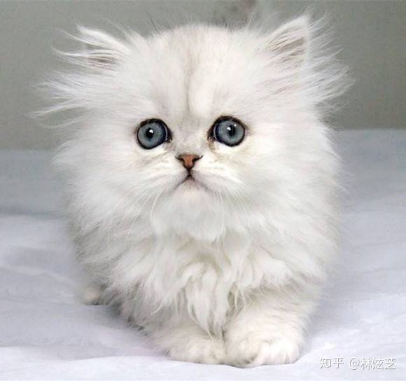 {易七娛樂體育}(宠物猫的品种及图片大全及名称) {易七娛樂體育}(宠物猫的品种及图片大全及名称)