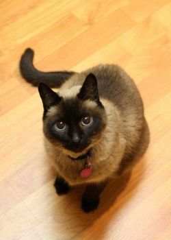 {易七娛樂體育}(宠物猫的品种及图片大全及名称) {易七娛樂體育}(宠物猫的品种及图片大全及名称)