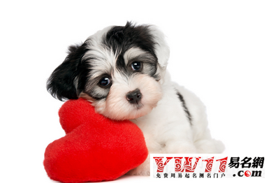 {易七娛樂體育}(简洁宠物店名字高端 英文)