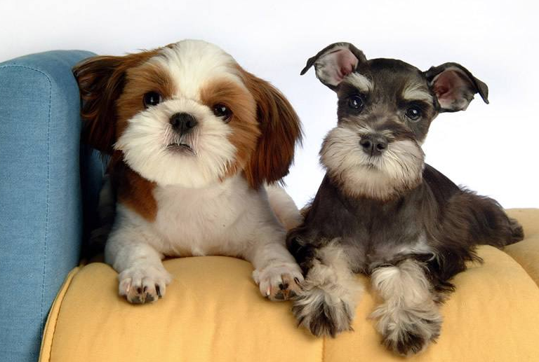 {易七娛樂註冊}(小型宠物狗名称大全可爱) {易七娛樂註冊}(小型宠物狗名称大全可爱)