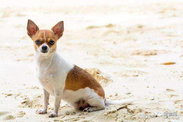 {易七娛樂註冊}(小型宠物狗名称大全可爱) {易七娛樂註冊}(小型宠物狗名称大全可爱)