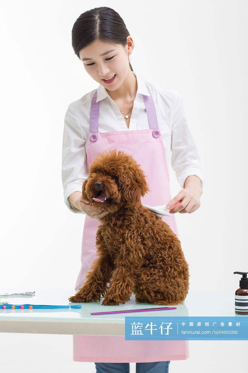 千万不要干宠物美容师的简单介绍 千万不要干宠物美容师的简单介绍