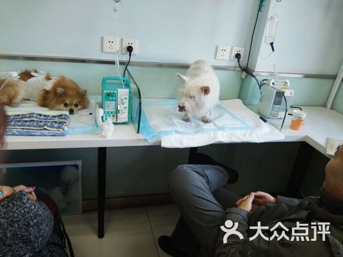 {易七娛樂體育}(想开宠物医院需要学什么) {易七娛樂體育}(想开宠物医院需要学什么)