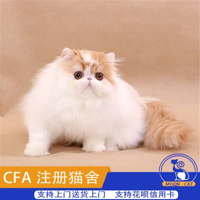 {易七娛樂百家樂}(活体宠物鸟交易网) {易七娛樂百家樂}(活体宠物鸟交易网)