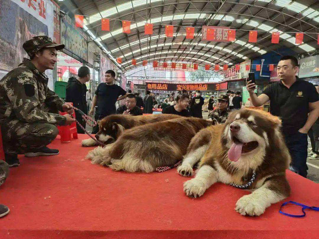 {易七娛樂百家樂}(活体宠物鸟交易网) {易七娛樂百家樂}(活体宠物鸟交易网)