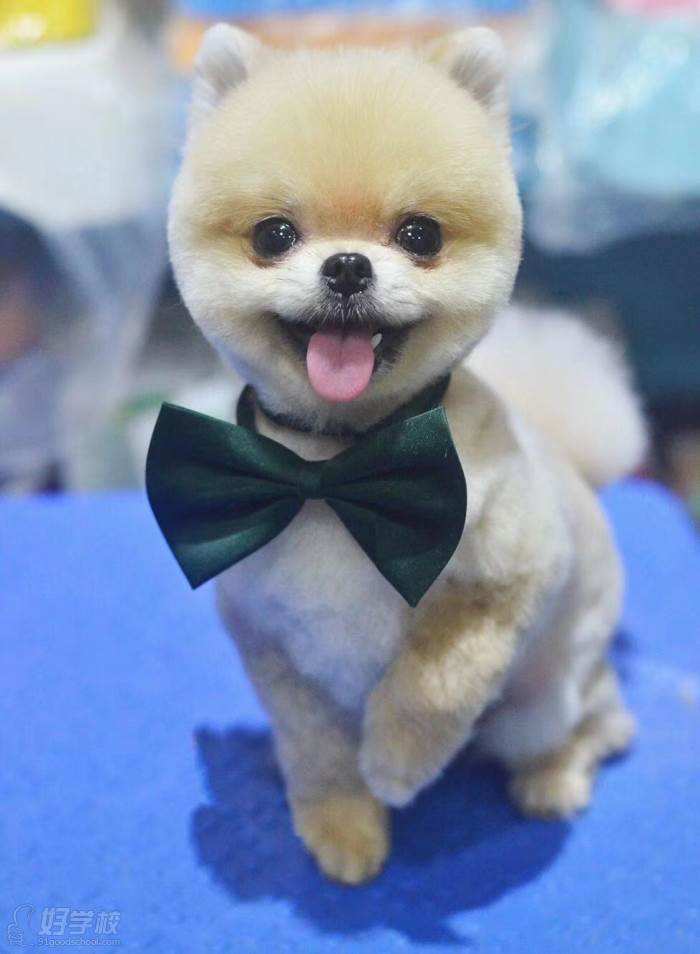 {易七娛樂}(宠物美容师) {易七娛樂}(宠物美容师)