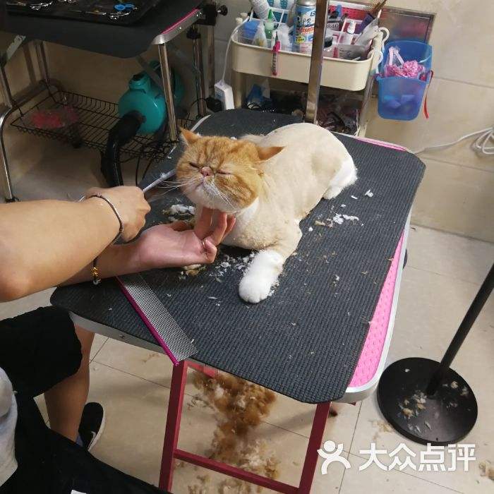 {易七娛樂}(宠物美容师) {易七娛樂}(宠物美容师)