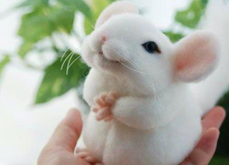 {易七娛樂老虎機}(适合小孩子养迷你宠物又长寿) {易七娛樂老虎機}(适合小孩子养迷你宠物又长寿)