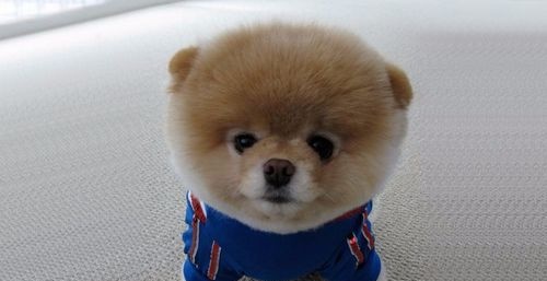 {易七娛樂現金網}(小型宠物好养的又便宜寿命长的狗) {易七娛樂現金網}(小型宠物好养的又便宜寿命长的狗)