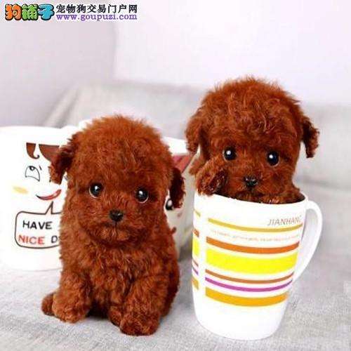 {易七娛樂}(狗铺子宠物交易网下载) {易七娛樂}(狗铺子宠物交易网下载)