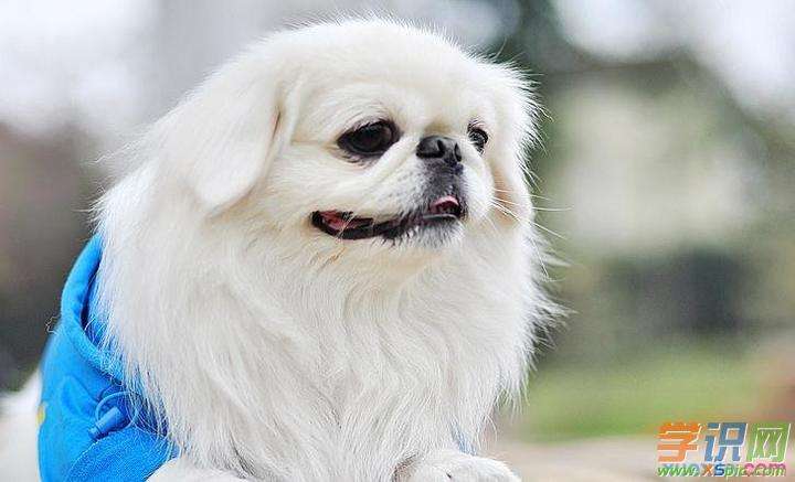 {易七娛樂百家樂}(狗狗品种大全及图片价格图) {易七娛樂百家樂}(狗狗品种大全及图片价格图)