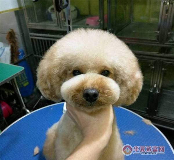 {易七娛樂百家樂}(收狗狗的宠物店电话朔州) {易七娛樂百家樂}(收狗狗的宠物店电话朔州)