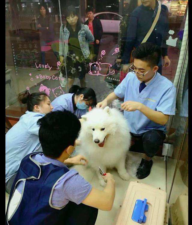 {易七娛樂百家樂}(收狗狗的宠物店电话朔州) {易七娛樂百家樂}(收狗狗的宠物店电话朔州)