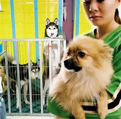 {易七娛樂捕魚機}(长期宠物寄养乐山) {易七娛樂捕魚機}(长期宠物寄养乐山)