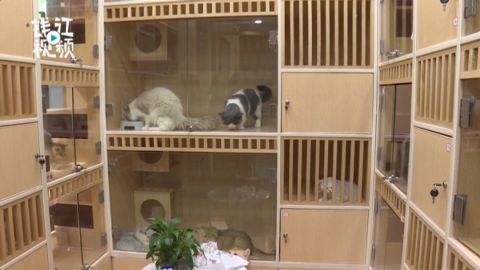 {易七娛樂捕魚機}(长期宠物寄养乐山) {易七娛樂捕魚機}(长期宠物寄养乐山)