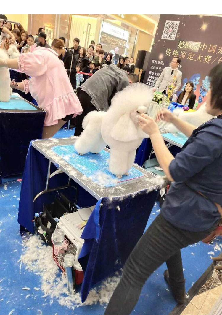 {易七娛樂}(宠物美容师一个月能赚多少钱) {易七娛樂}(宠物美容师一个月能赚多少钱)