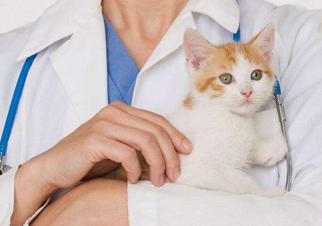 {易七娛樂老虎機}(宠物医生介绍狗狗吃磨牙棒多长时间最好) {易七娛樂老虎機}(宠物医生介绍狗狗吃磨牙棒多长时间最好)