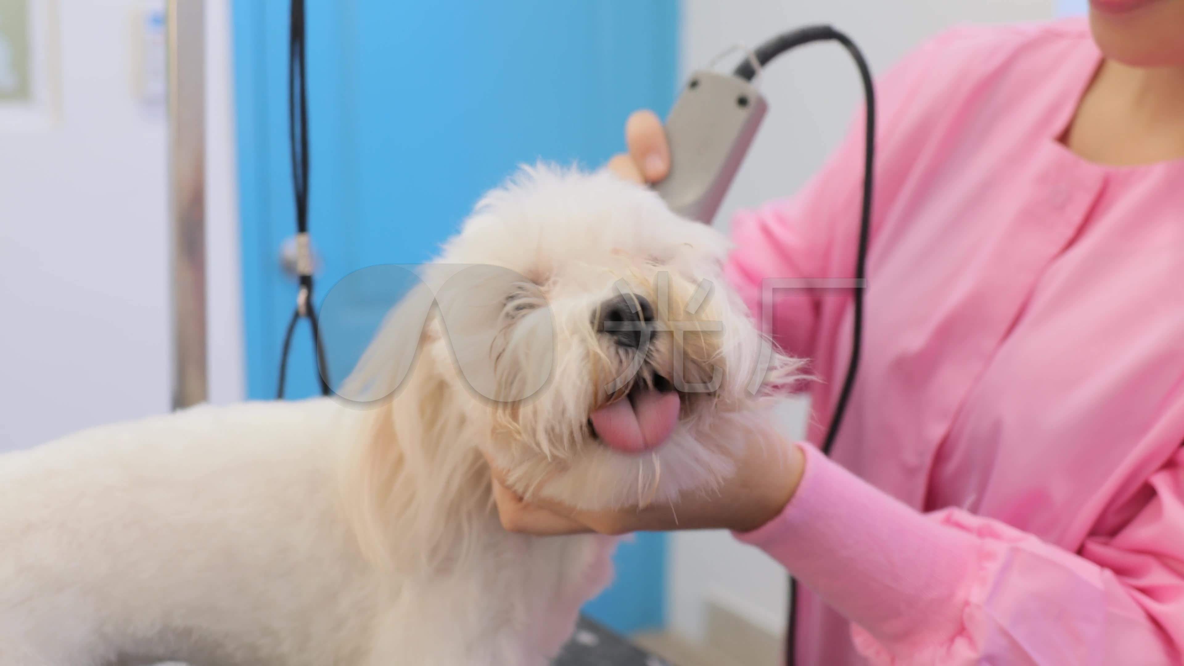 {易七娛樂老虎機}(宠物医生介绍狗狗吃磨牙棒多长时间最好) {易七娛樂老虎機}(宠物医生介绍狗狗吃磨牙棒多长时间最好)