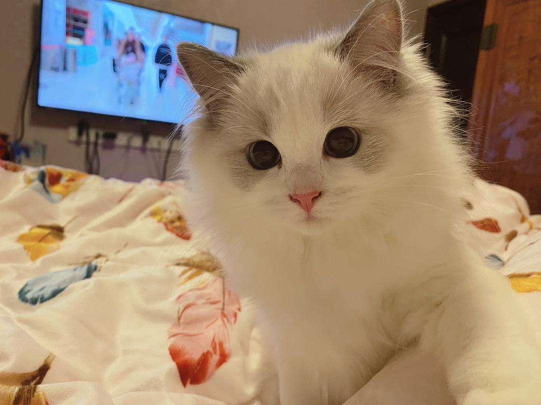 {易七娛樂註冊}(20个网红猫品种) {易七娛樂註冊}(20个网红猫品种)