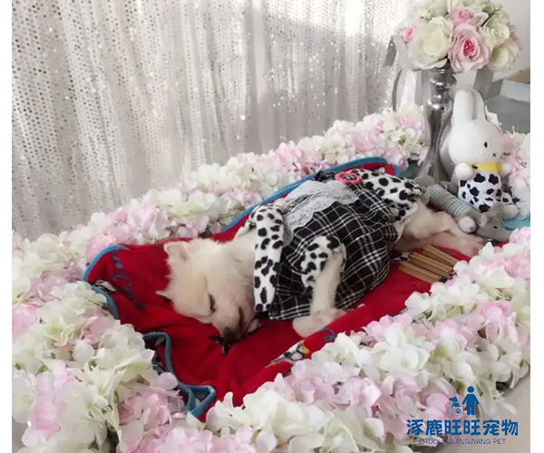 {易七娛樂現金網}(小宠物火化要什么条件呢) {易七娛樂現金網}(小宠物火化要什么条件呢)