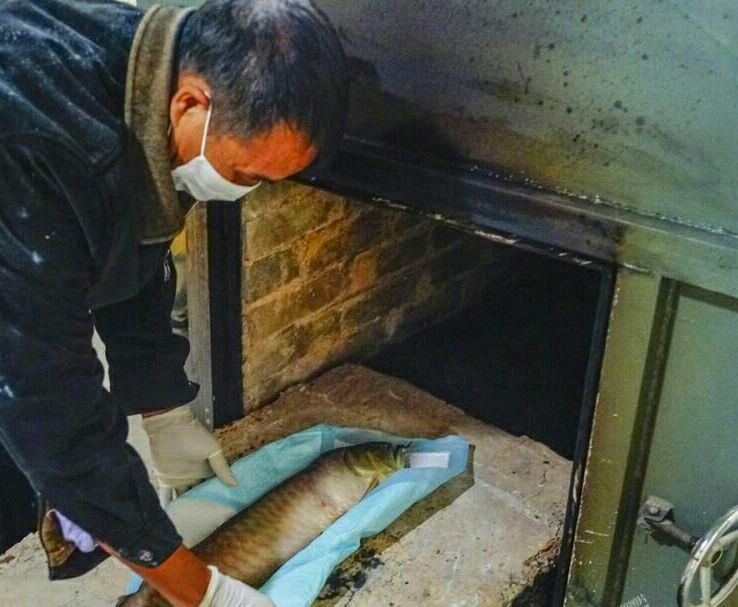 {易七娛樂現金網}(小宠物火化要什么条件呢) {易七娛樂現金網}(小宠物火化要什么条件呢)