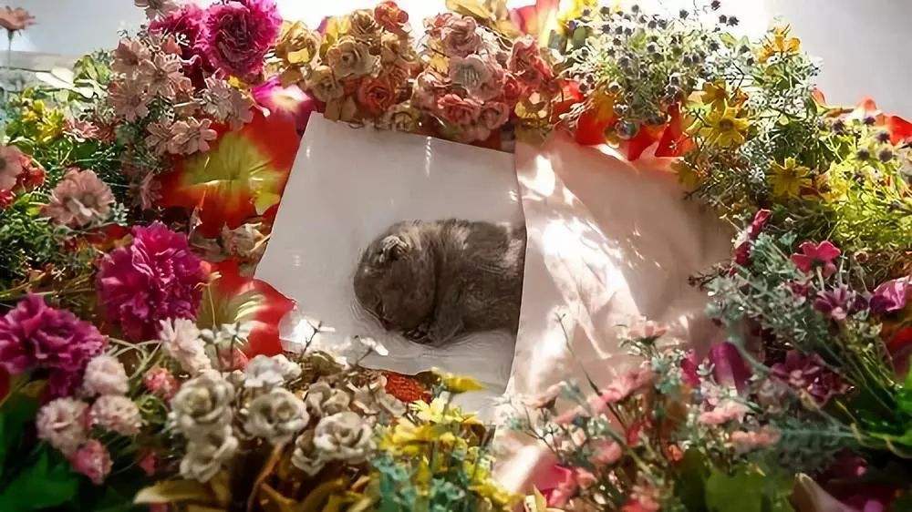 {易七娛樂}(武汉宠物殡葬服务机构排名) {易七娛樂}(武汉宠物殡葬服务机构排名)