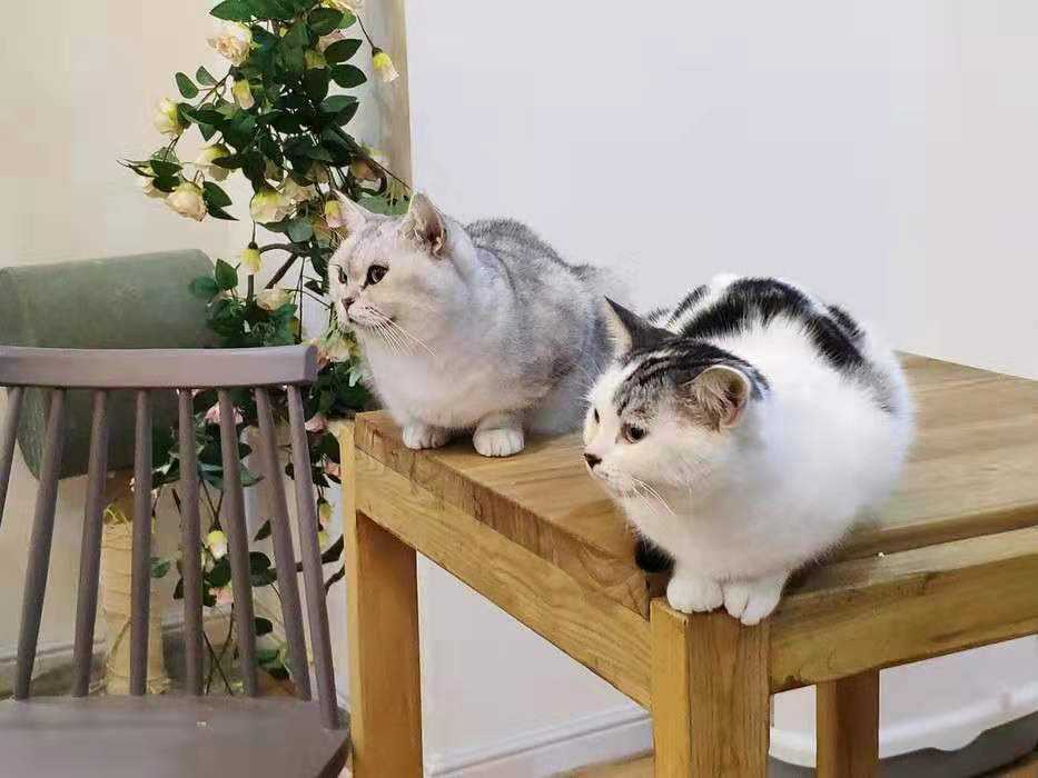 {易七娛樂老虎機}(粘人又认主人的小宠物学生党) {易七娛樂老虎機}(粘人又认主人的小宠物学生党)