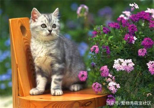 {易七娛樂老虎機}(粘人又认主人的小宠物学生党) {易七娛樂老虎機}(粘人又认主人的小宠物学生党)