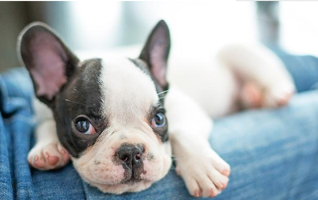 {易七娛樂捕魚機}(适合女生养的宠物是) {易七娛樂捕魚機}(适合女生养的宠物是)