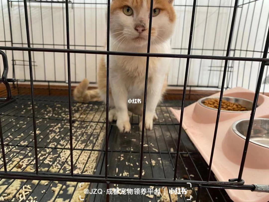 {易七娛樂體育}(成都免费领养宠物中心地址) {易七娛樂體育}(成都免费领养宠物中心地址)