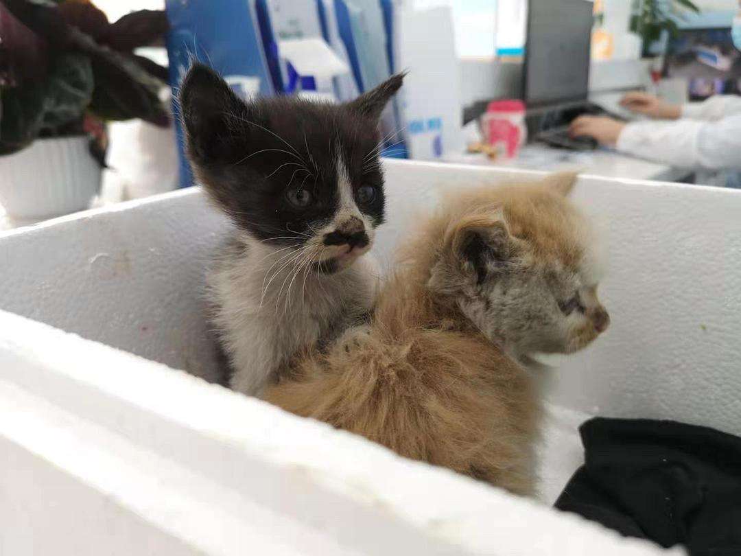 {易七娛樂體育}(成都免费领养宠物中心地址) {易七娛樂體育}(成都免费领养宠物中心地址)