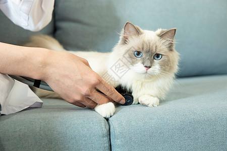 {易七娛樂百家樂}(宠物医生免费问答网站) {易七娛樂百家樂}(宠物医生免费问答网站)