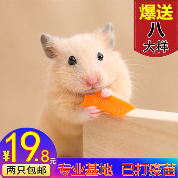 {易七娛樂}(50元以下的小型宠物) {易七娛樂}(50元以下的小型宠物)