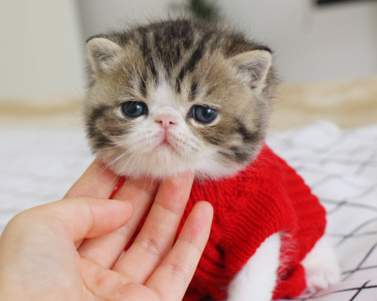 {易七娛樂}(50元以下的小型宠物) {易七娛樂}(50元以下的小型宠物)