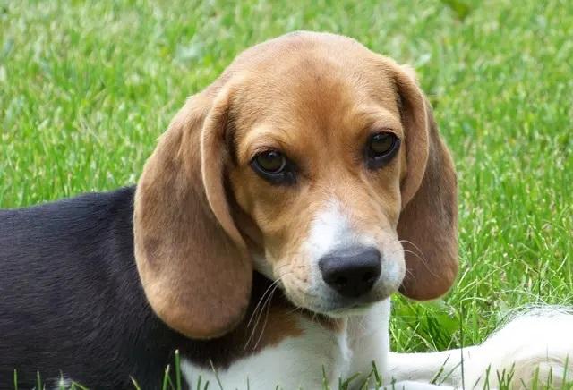 {易七娛樂}(可以当宠物养的动物有哪些图片) {易七娛樂}(可以当宠物养的动物有哪些图片)