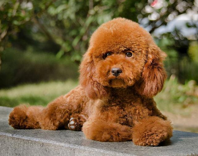 {易七娛樂}(可以当宠物养的动物有哪些图片) {易七娛樂}(可以当宠物养的动物有哪些图片)