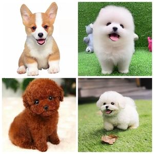 {易七娛樂百家樂}(小型宠物犬排名及图片大全 排行榜) {易七娛樂百家樂}(小型宠物犬排名及图片大全 排行榜)