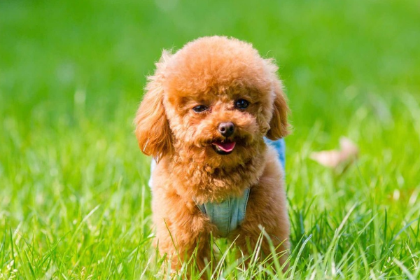 {易七娛樂百家樂}(小型宠物犬排名及图片大全 排行榜) {易七娛樂百家樂}(小型宠物犬排名及图片大全 排行榜)