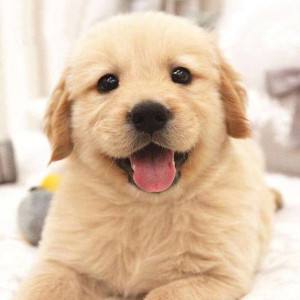 {易七娛樂老虎機}(宠物小狗的名字大全) {易七娛樂老虎機}(宠物小狗的名字大全)